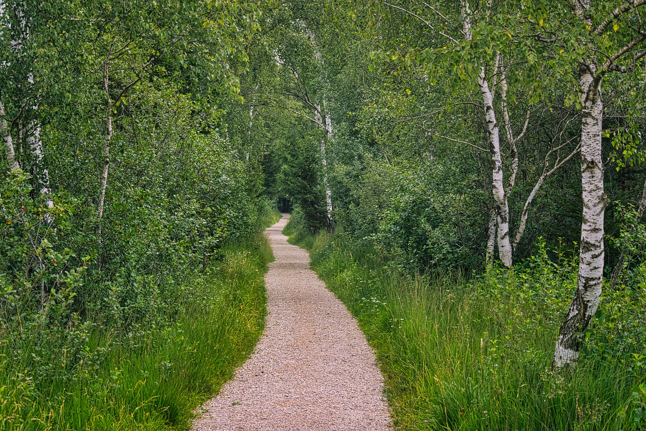 숲속 산책길 관련 사진