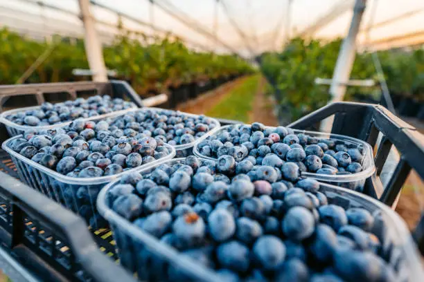 블루베리 보관방법