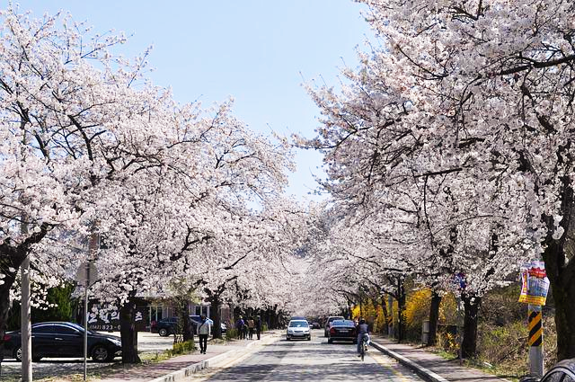 2021벚꽃개화시기13