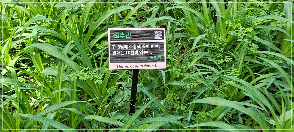 원추리-안내판