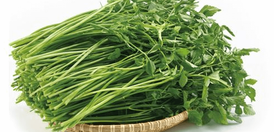 미나리 사진 - 00119