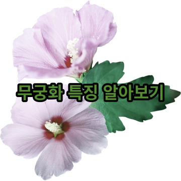 무궁화