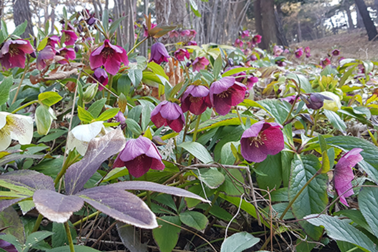 태안 안면도 수목원