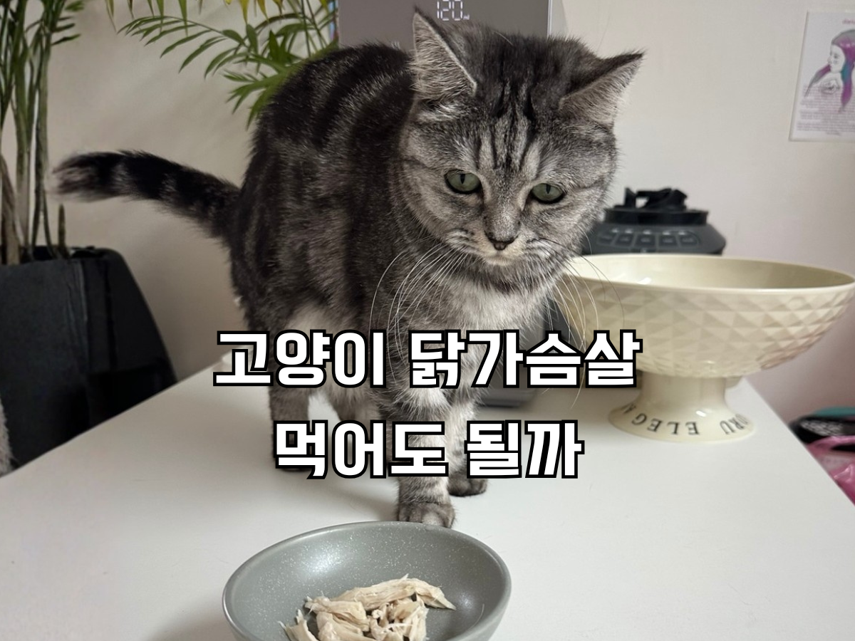 블로그 포스팅 대표 이미지. '고양이 닭가슴살 먹어도 될까'라는 텍스트와 함께 그릇에 담긴 잘게 찢은 삶은 닭가슴살을 내려다보는 회색 고양이(별찌)의 모습. 고양이 닭가슴살 급여량과 주의점을 설명하는 썸네일.