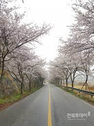 제 6회 개암동 벚꽃축제 기본 일정과 프로그램 및 특징 소개