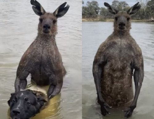 캥거루 반려견 주인