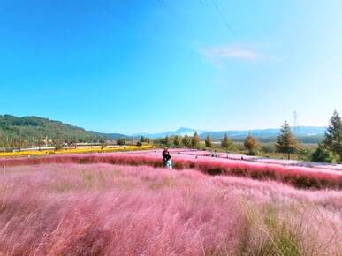 합천 핑크뮬리 신소양체육 공원 맛집 및 무료 주차 꿀팁