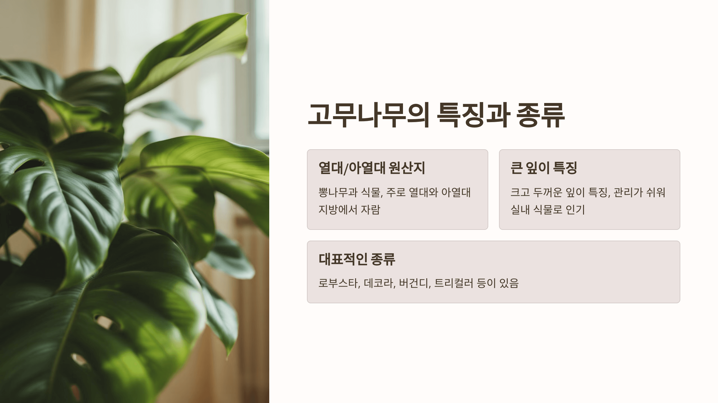 고무나무와 관련된 사진입니다.