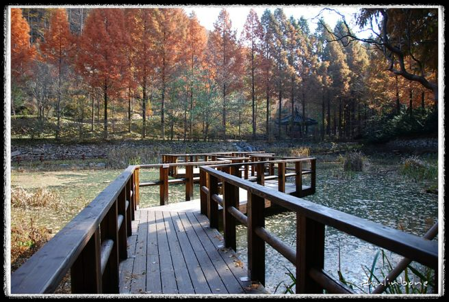 장태산 자연휴양림 가을 단풍 명소, 예약 방법과 필수 확인 사항