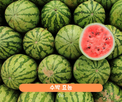 수박 효능