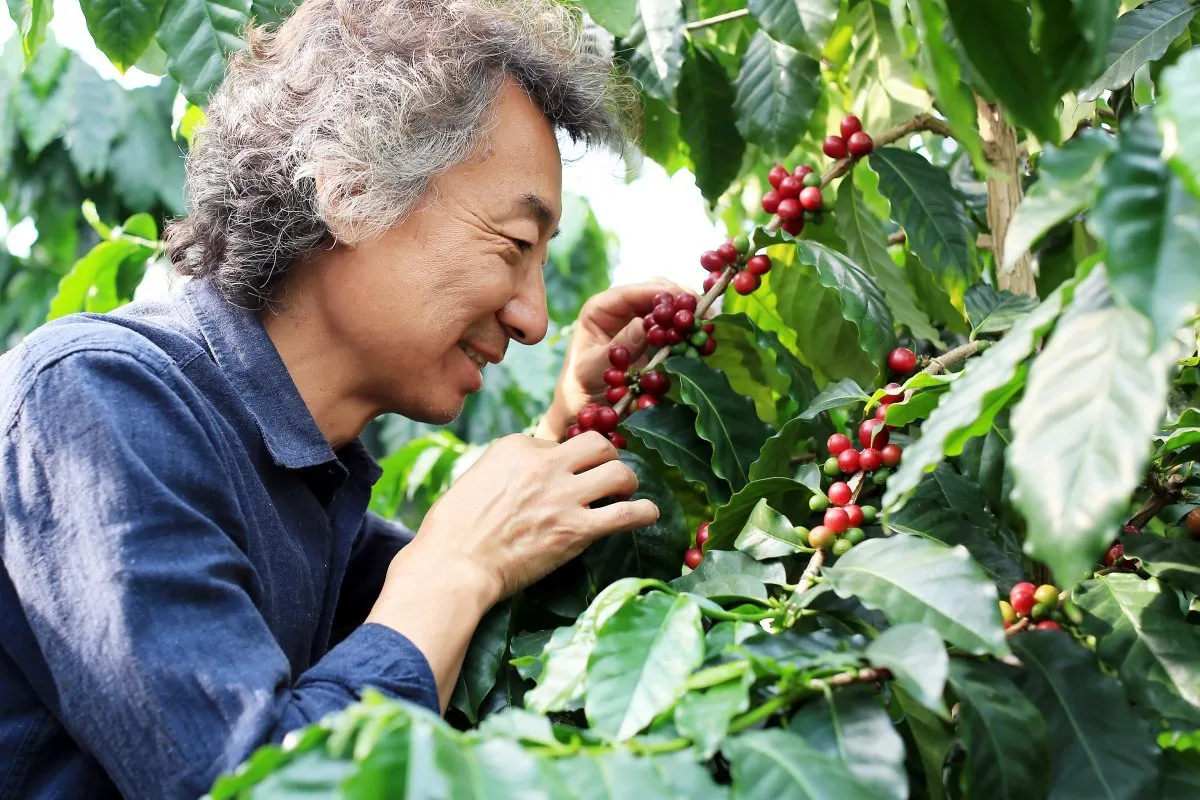 커피나무 재배 실내 재배 물 관리 가지 전정_6