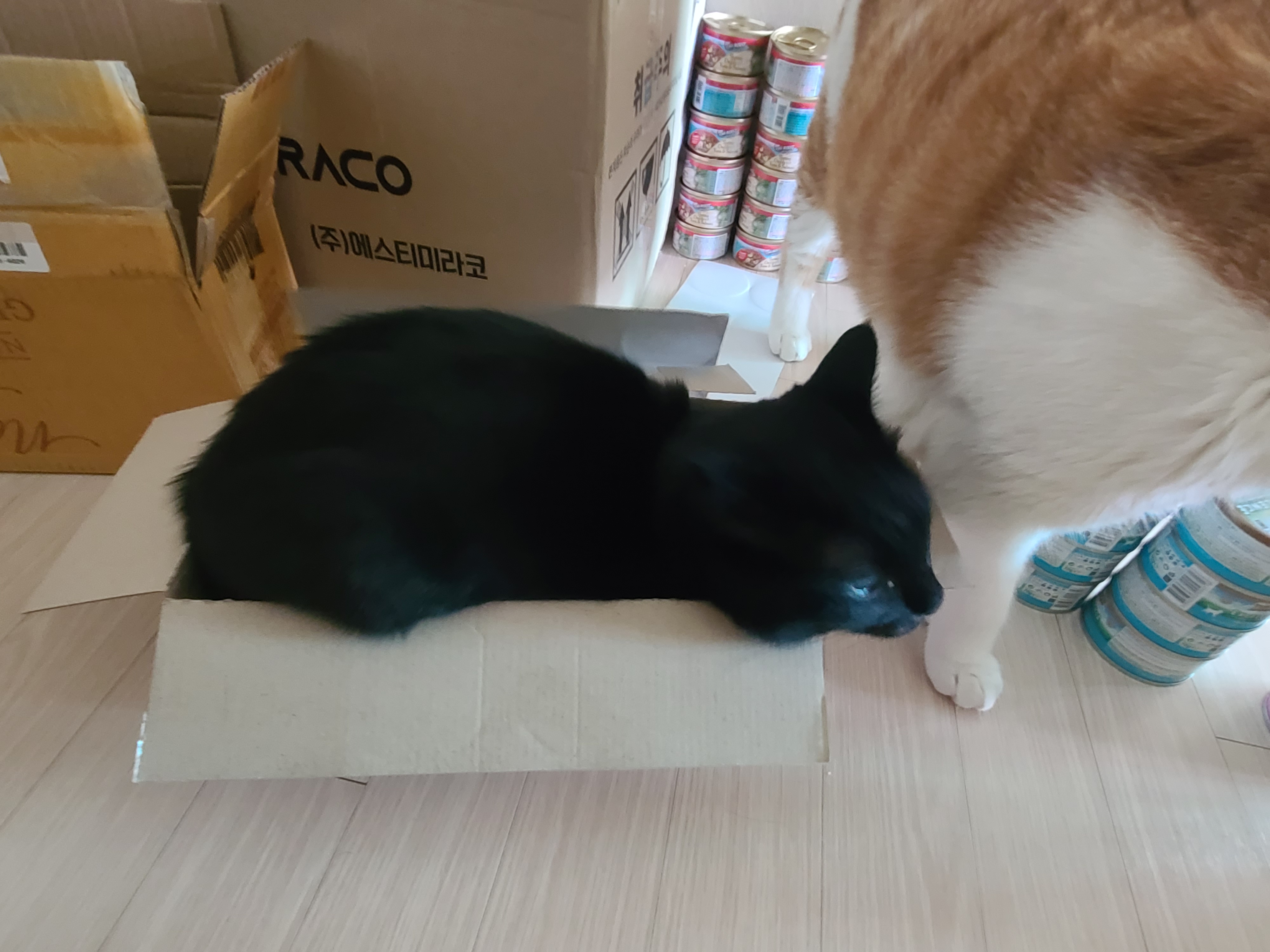 엄마껌딱지 건이는 박스신상묘! 그리고 아들고양이 삼총사는 늘 엄마집사를 지킨다.