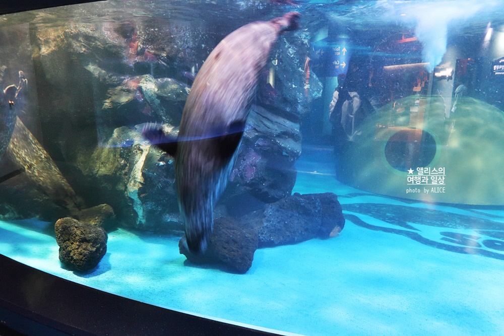 코엑스 아쿠아리움 입장권 할인예약 방법, 대중교통 가는 방법, 참물범 펭귄 비버 상어 보러가자!