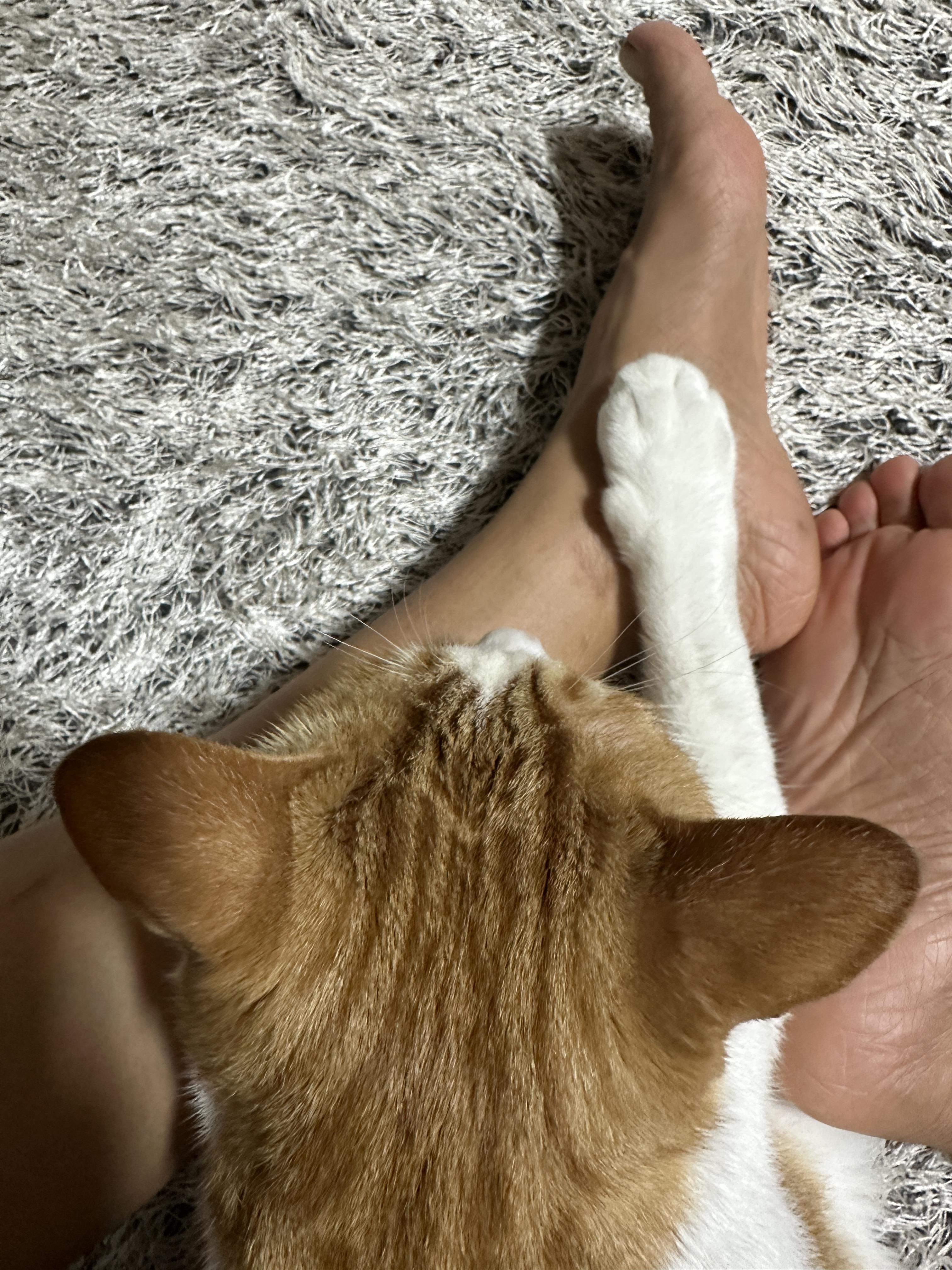 귀여운_치즈냥이_냥통수와_앞발