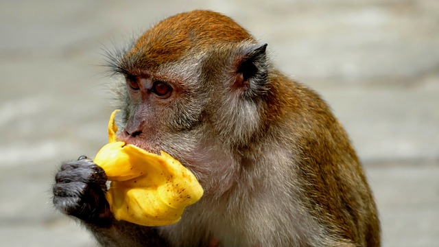 2024년 원숭이띠 운세