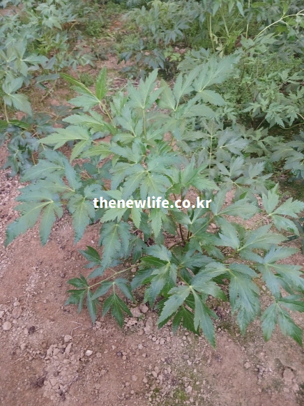 여성 건강과 혈류 개선에 도움이 되는 참당귀 잎의 실제 사진