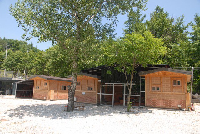 태백 해바라기축제