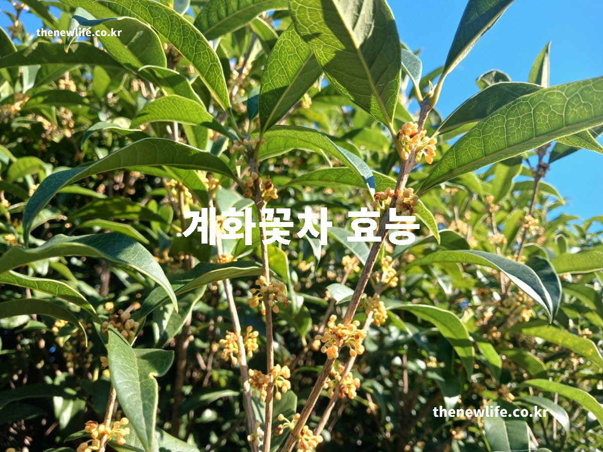 계화꽃차 효능 대표 실사진