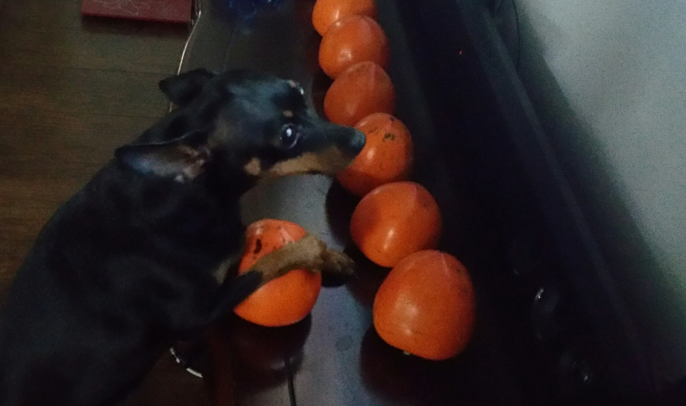 작은 강아지가 잘 익은 감 사이에서 감을 만지려는 귀여운 장면