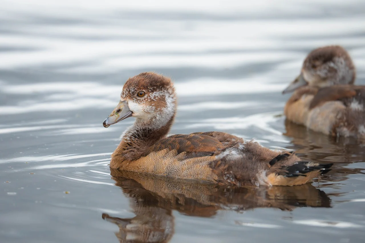 뉴칼레도니아뜸부기와 키위새의 차이