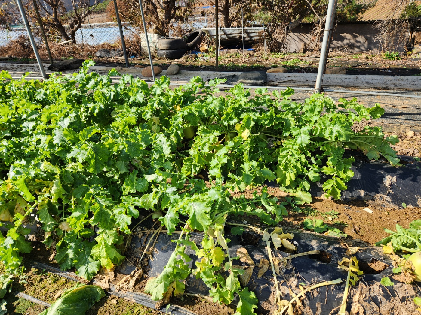김장 무우밭