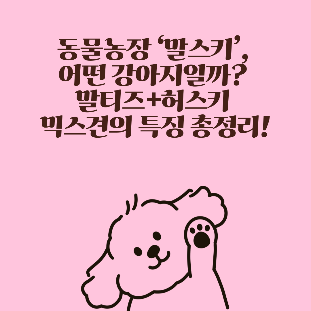 동물농장 ‘말스키’, 어떤 강아지일까? 말티즈+허스키 믹스견의 특징