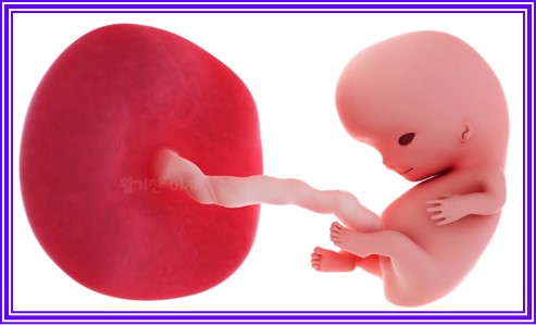 임신 중 체중 증가 9가지