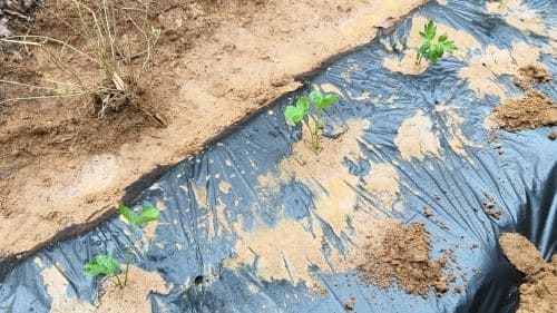 신선초-모종-심는방법-효능-먹는법