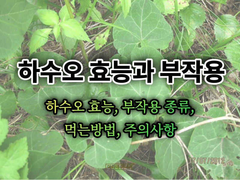 하수오 효능