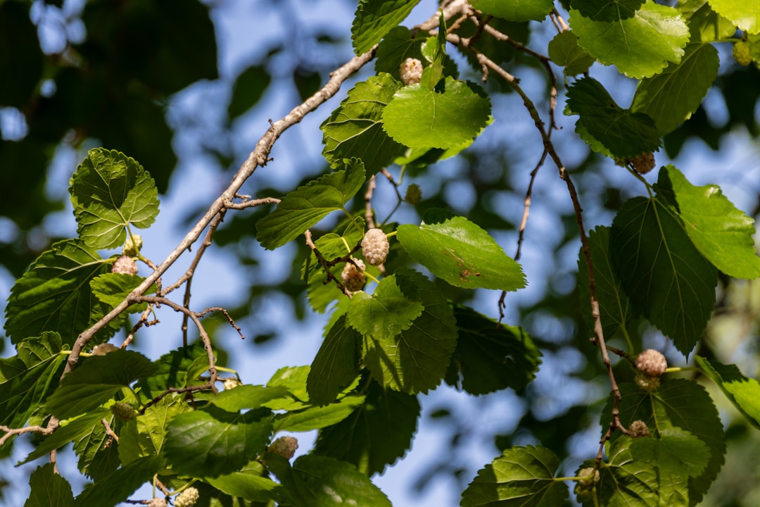 Mulberry