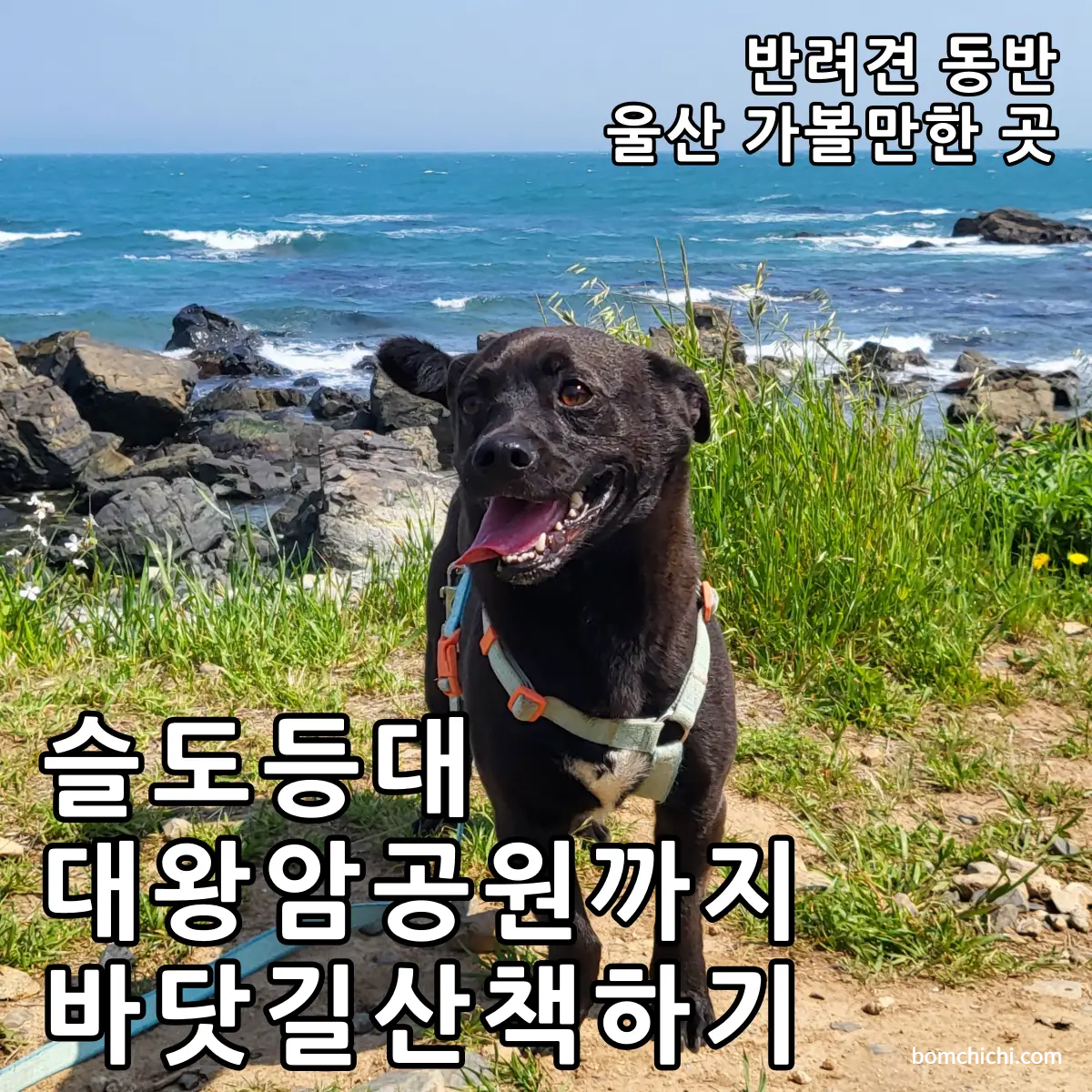 바다를 배경으로 찍은 검정 강아지 해치 사진 (대표 이미지)