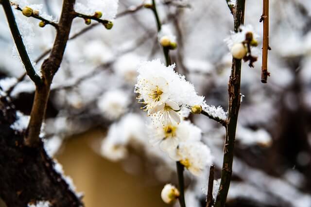 매화 꽃 위에 눈이 쌓인 모습