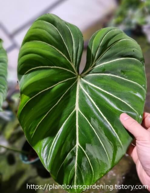 필로덴드론 글로리어섬의 잎은하트모양의 진녹색 잎에 하얀 잎맥이 잎의 가운데서 끝까지 뻗어 있습니다. 벨벳 질감에 굵은 주름을 지니고 있어 고급스러움과 우아한 느낌을 줍니다.