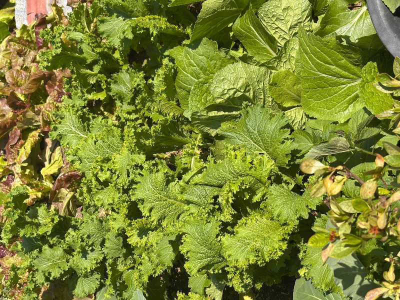 λ€μν μ±μκ° μλΌκ³ μλ μ₯μν
λ°
Various vegetables growing in a rooftop K-Teotbat garden