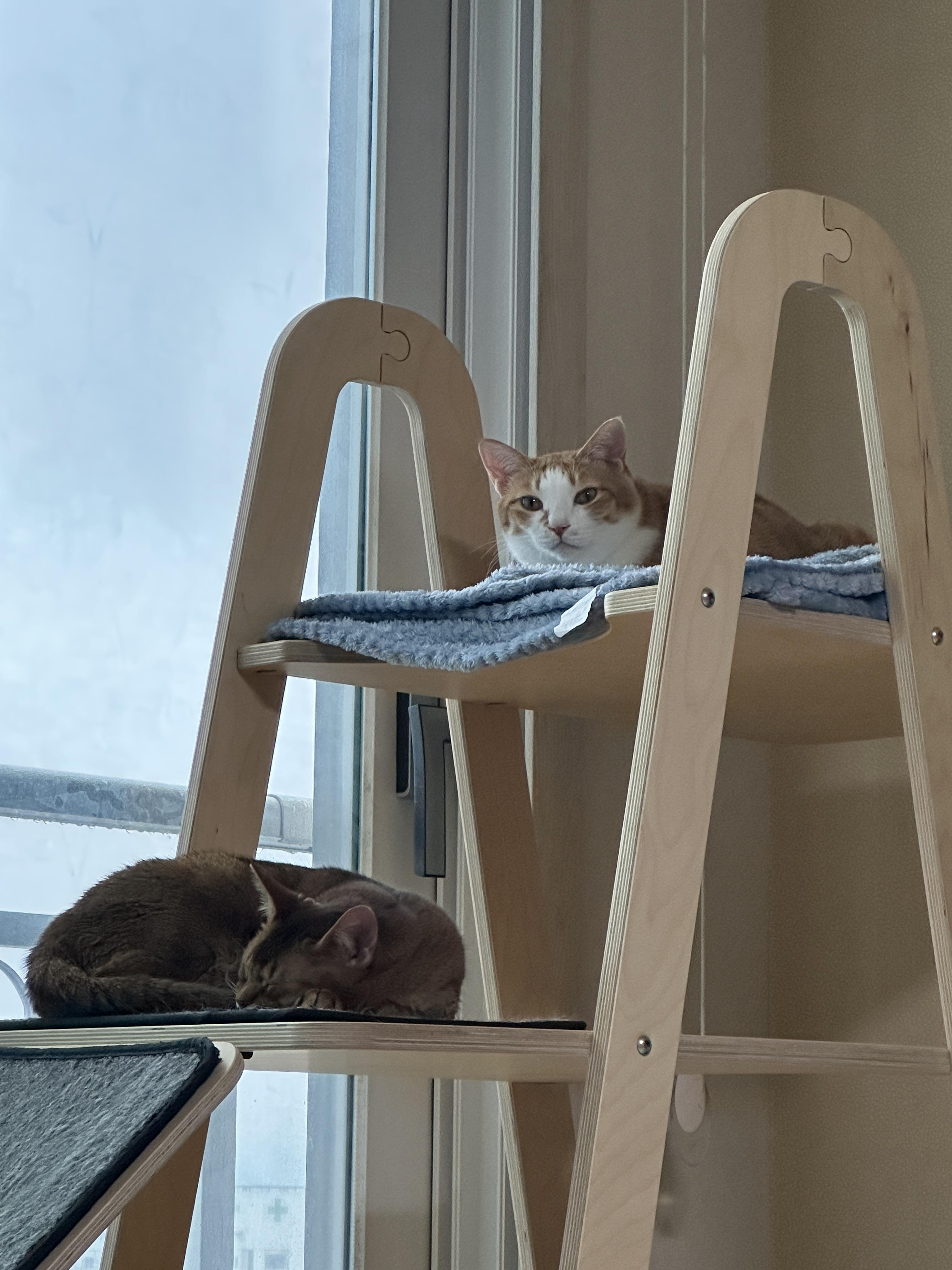 누워서 엄마 배웅하는 치즈냥이 호야 (feat. 집사들이 약속에 늦는 이유)