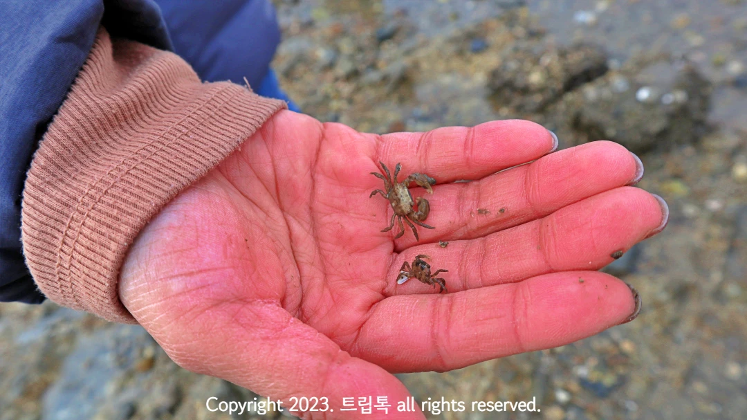 손바달귀에 작은 게 2마리가 올려져있다