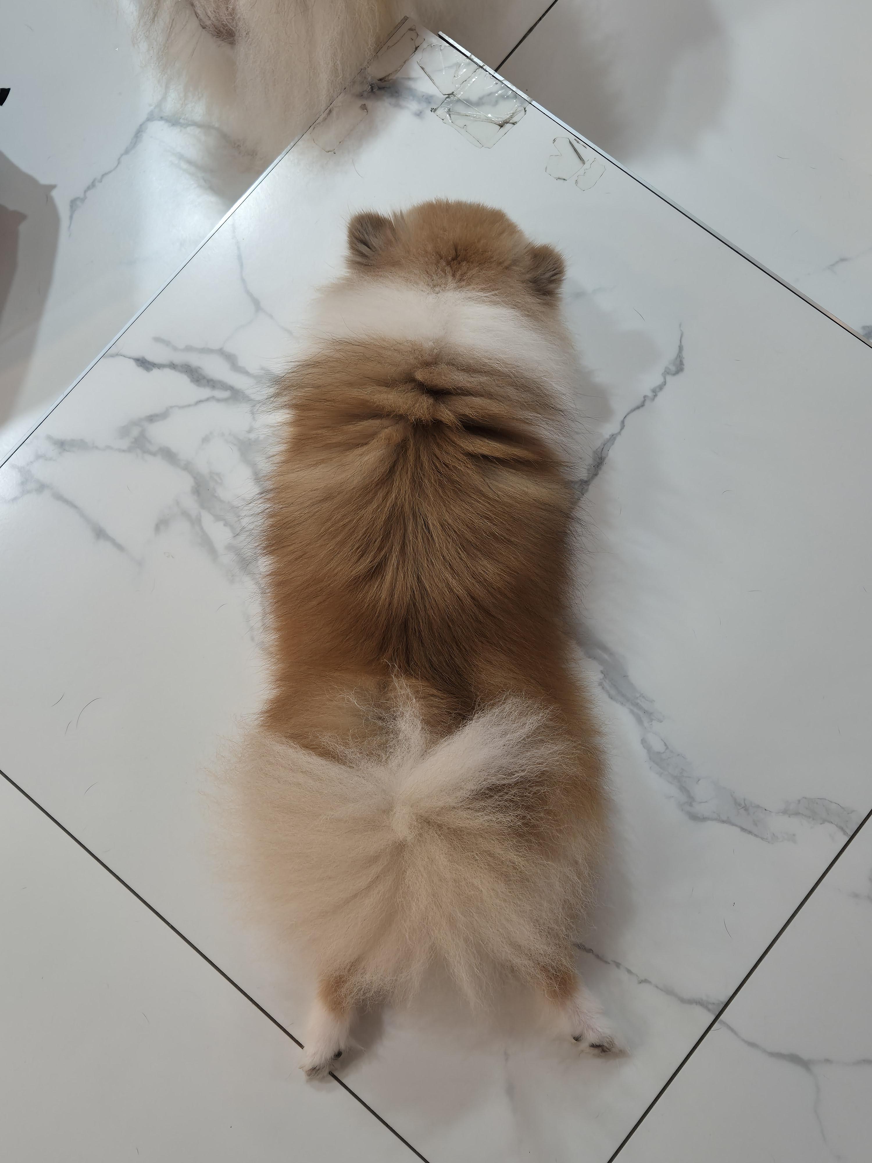 강아지 호텔 겸 애견 동반 미용 카페