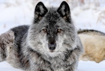 울프독 분양가 국내 규제 절차 알아보기 | 울프독 종류 및 늑대와의 차이점 알아보자