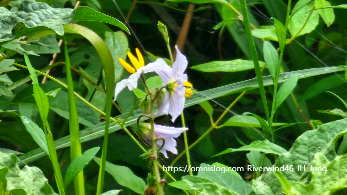 도깨비가지 Horse Nettle , Solanum carolinense L