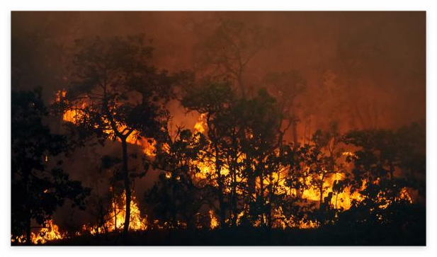 산불 진화 현황 및 대응 체계