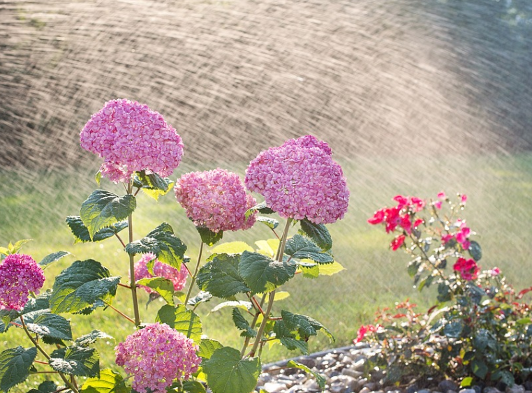 물을 맞고 있는 수국