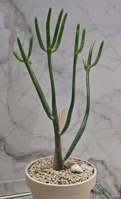 연필 선인장 키우기