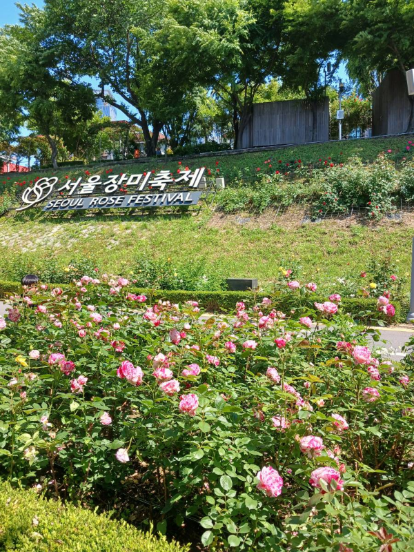 서울장미축제 준비중