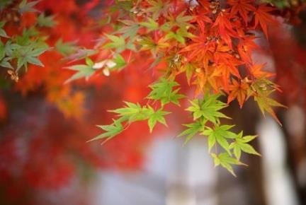 서울단풍명소 추천