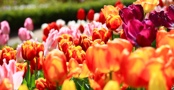 아침고요수목원 수국전시회&amp;#44; 6월 방문객이 몰리는 진짜 이유 3가지