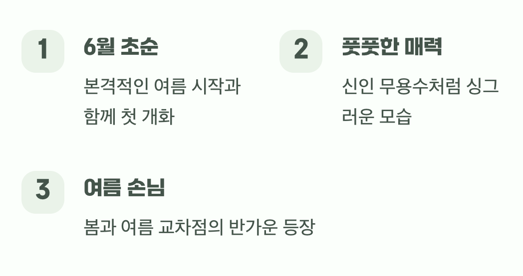 여름의 시작을 알리는 첫 춤사위