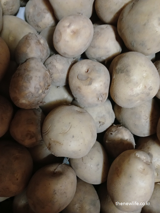 Potatoes with resistant starch that support abdominal fat control when cooked and cooled/익히고 식힌 감자는 저항전분이 생겨 복부비만 조절에 도움을 줄 수 있는 식품