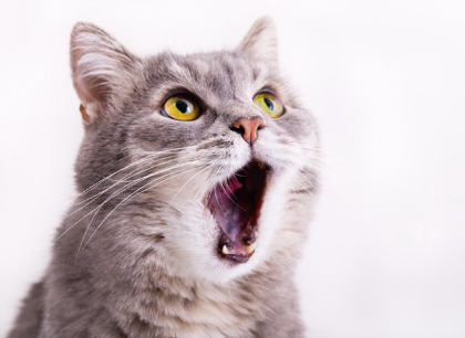 입을 크게 벌리고 있는 고양이.