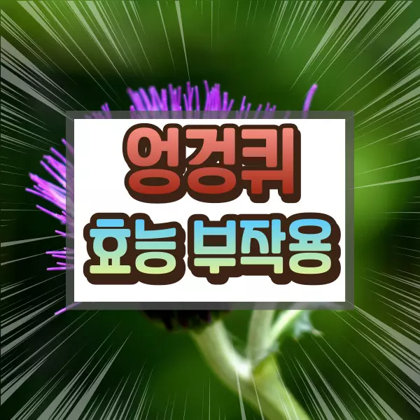 엉겅퀴 효능 부작용