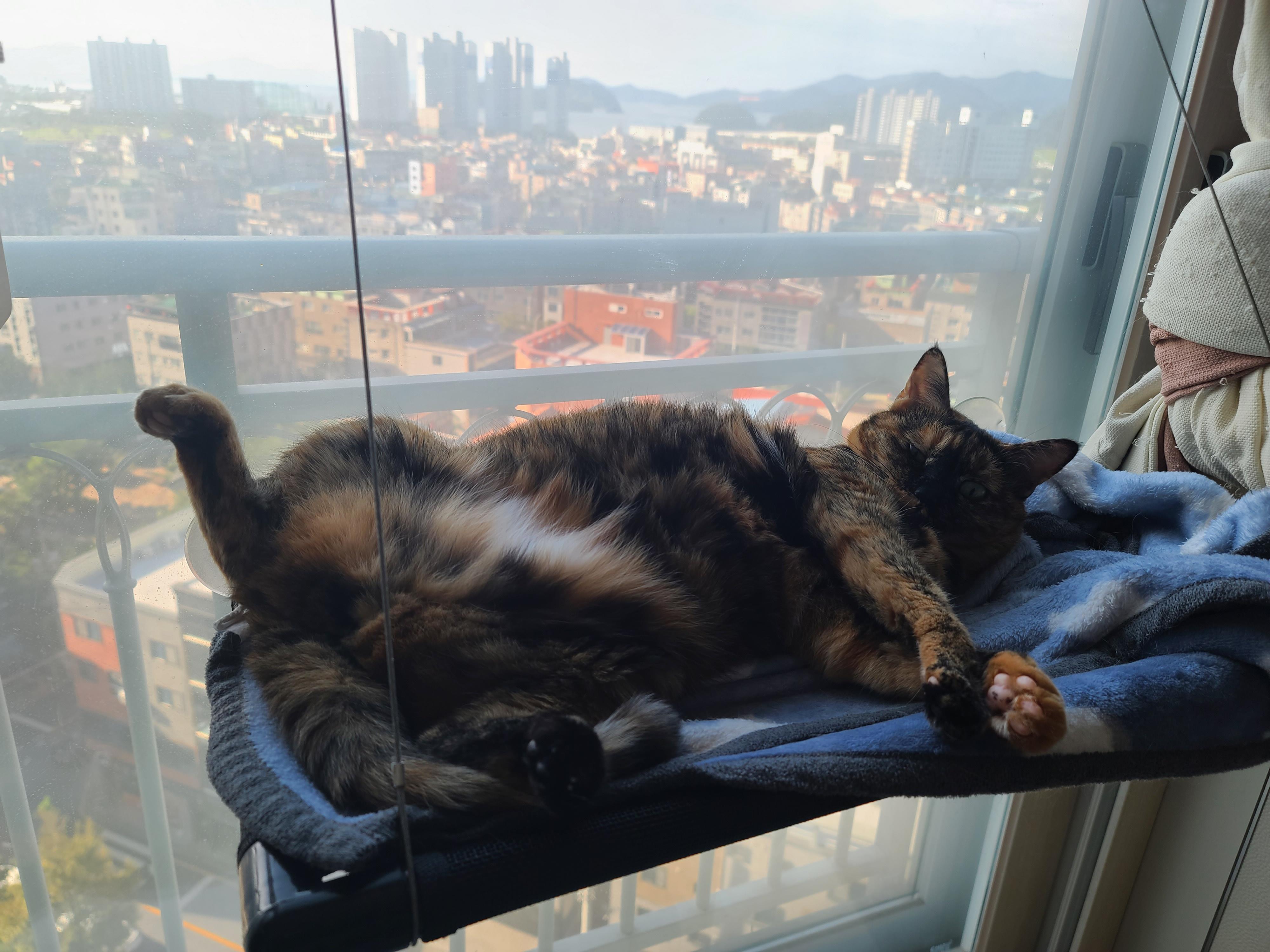 일요일. 오늘아침 평화로운 고양이들.